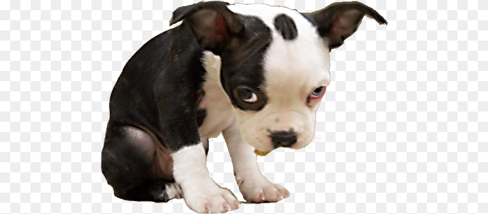 Sad Puppy Sad Dog Ok Meme, Animal, Bulldog, Canine, Mammal Png Image