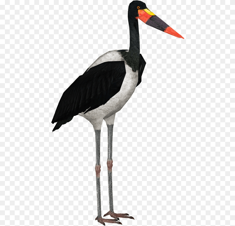 Saddle Billed Stork, Animal, Bird, Waterfowl, Beak Free Transparent Png