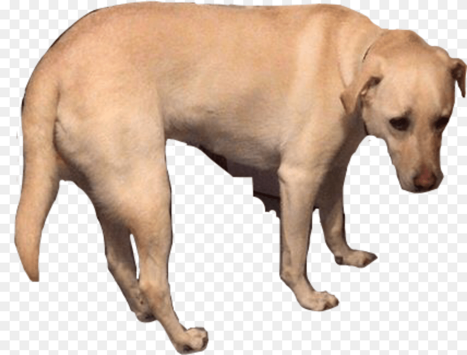 Saddog Sad Dog Freetoedit Labrador Retriever, Animal, Canine, Labrador Retriever, Mammal Png Image