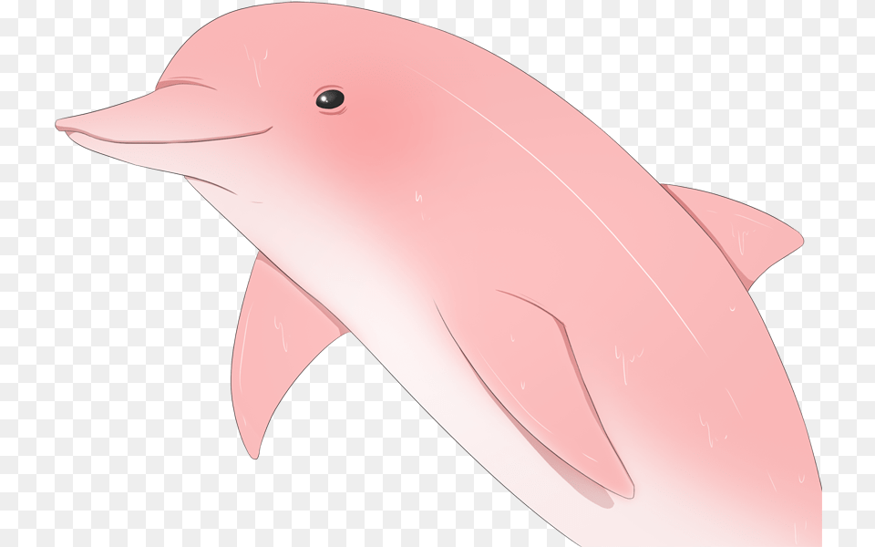 Sadie Wiki Wholphin, Animal, Dolphin, Mammal, Sea Life Free Png Download