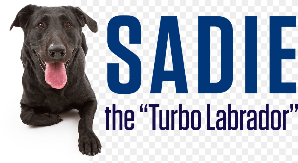 Sadie Will Be With Us In Booth 2411 At Eastern Oregon University, Animal, Canine, Dog, Labrador Retriever Free Png Download
