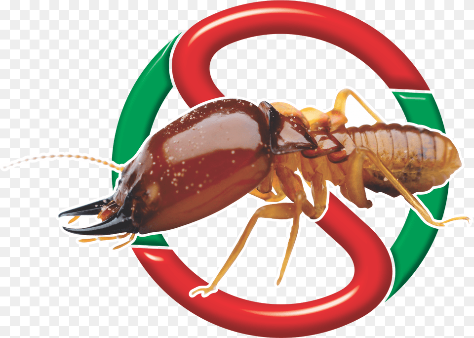 Sadies Icon Information Of Termite, Animal, Food, Invertebrate, Lobster Free Png Download