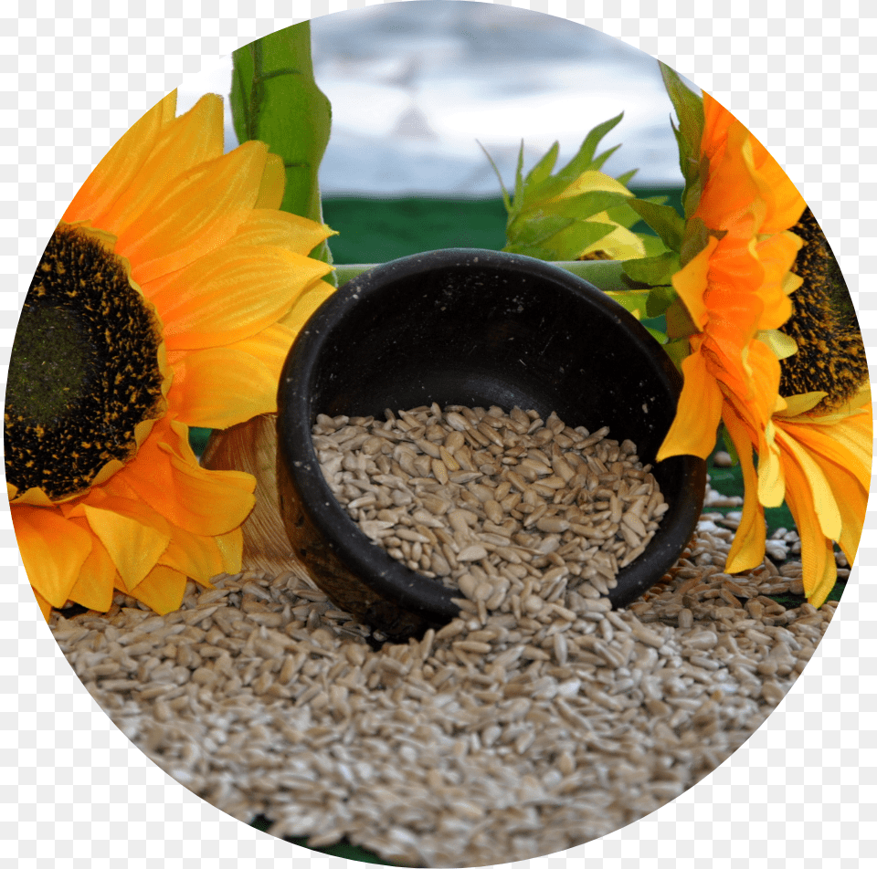 Sadina Sunflowers And Kernels Sunflower, Flower, Plant, Food, Produce Png