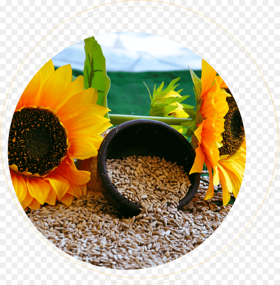 Sadina Sunflowers And Kernels Sunflower, Flower, Plant, Photography, Food Png