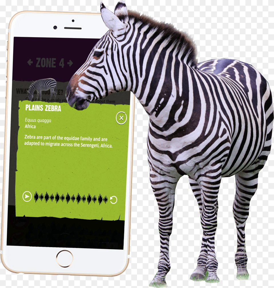Safari Animals Knowsley Safari App For Mobile Phones Zebra Free Transparent Png
