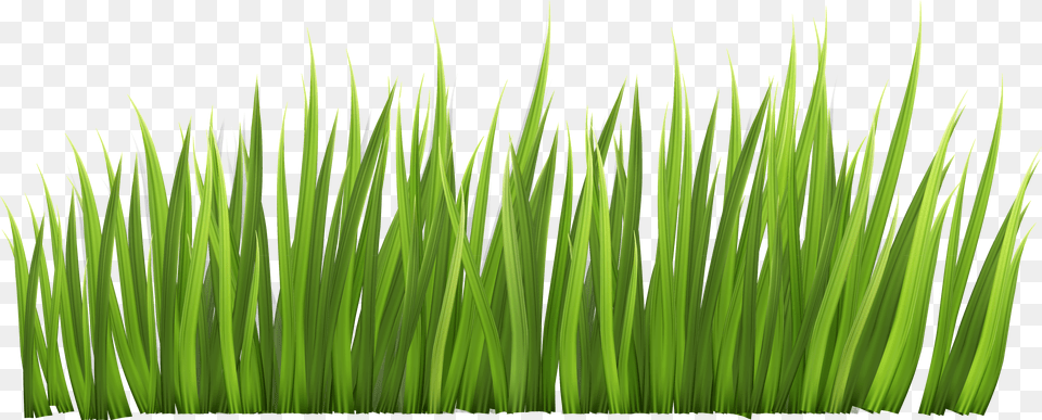 Safari Grass Clipart Grass Clipart Free Png