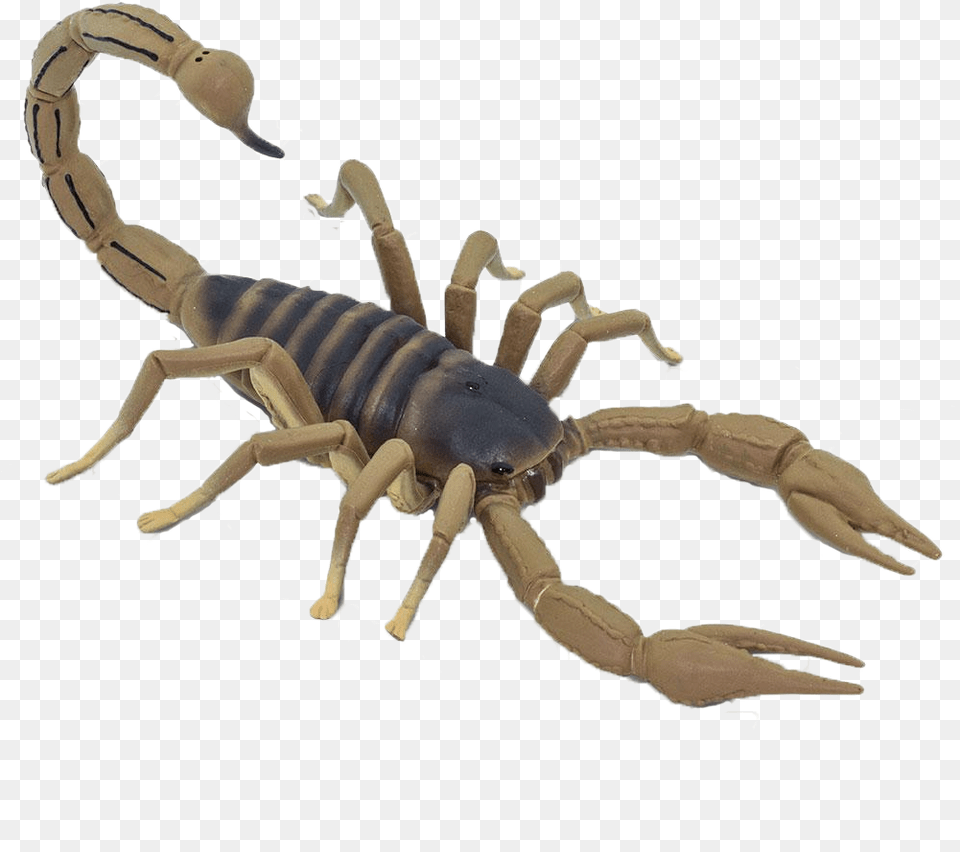 Safari Ltd, Animal, Insect, Invertebrate, Scorpion Free Transparent Png