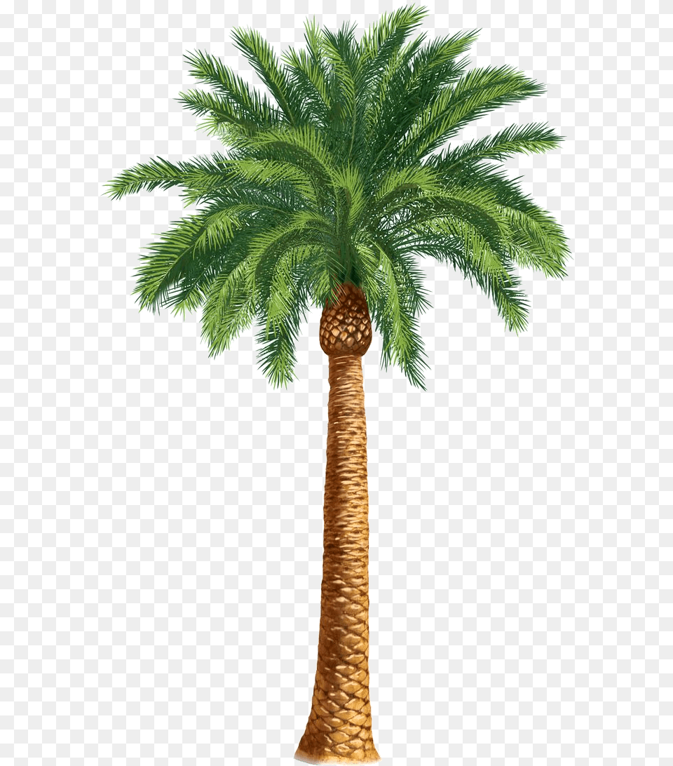 Safari Trees Palm Tree Art Tropical Clip Transparent Desert Palm Tree Drawing, Palm Tree, Plant, Food, Fruit Free Png Download