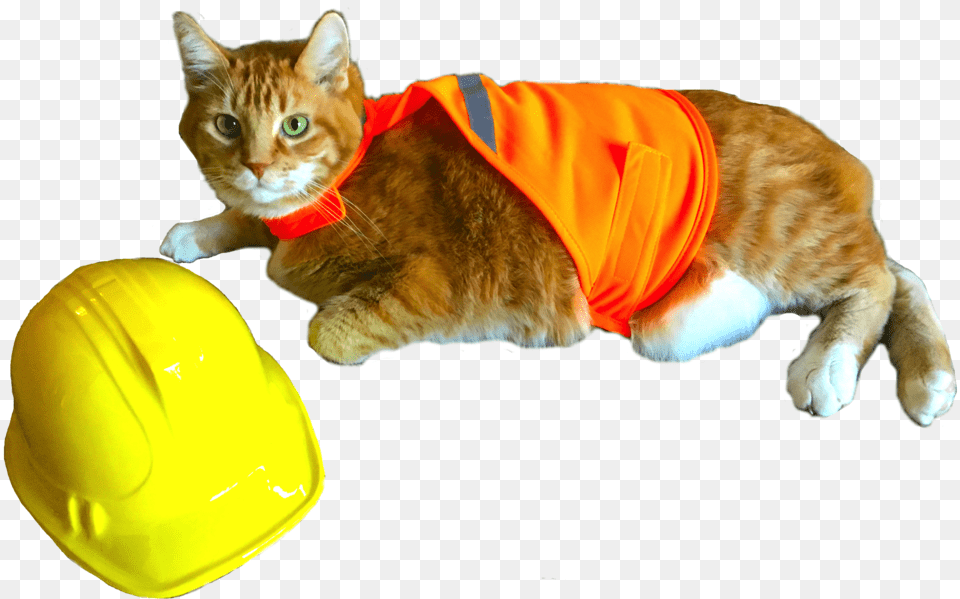 Safety Chase 01 Tabby Cat, Clothing, Hardhat, Helmet, Animal Png