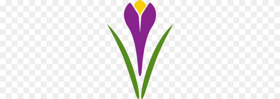 Saffron Flower, Iris, Petal, Plant Free Transparent Png