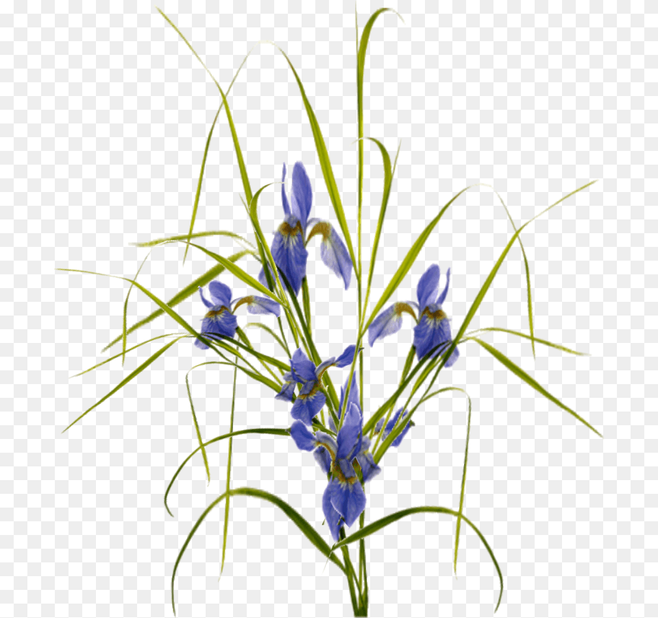Saffron Crocus, Flower, Iris, Plant, Petal Free Png