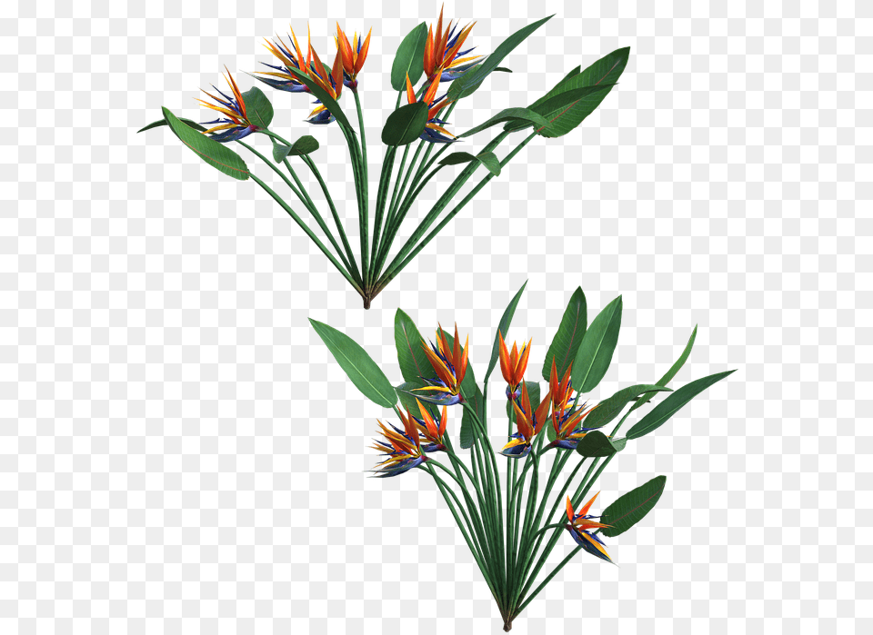 Saffron Crocus, Flower, Flower Arrangement, Plant, Acanthaceae Png