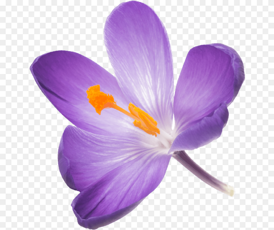 Saffron Flower, Plant, Crocus Free Transparent Png