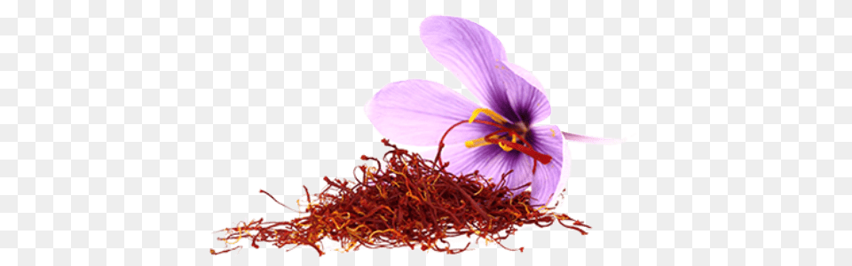 Saffron Flower, Plant, Anther, Crocus, Petal Free Png