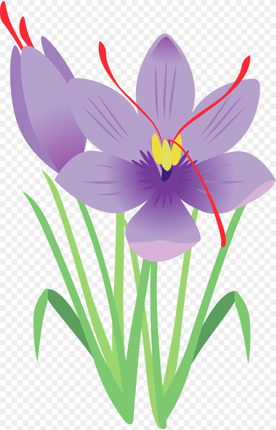 Saffron Flower Clipart, Anther, Plant, Crocus, Petal Free Transparent Png