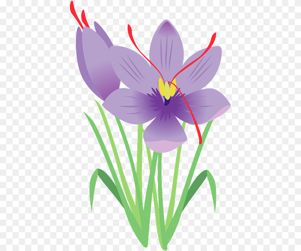 Saffron Flower Clipart, Anther, Plant, Crocus, Petal Free Png