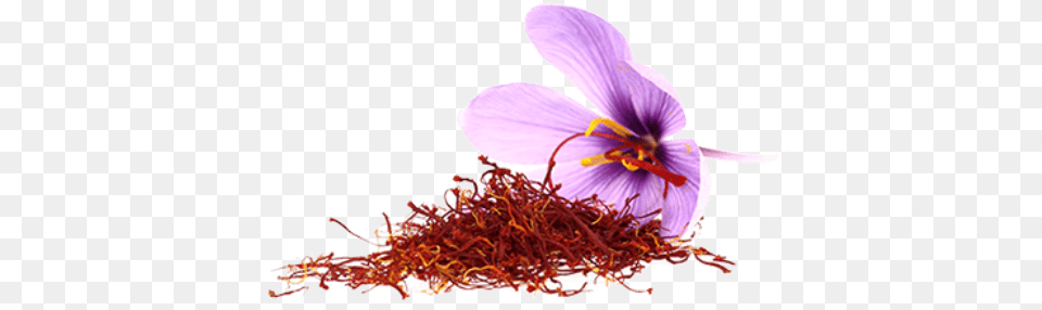 Saffron Flower Transparent Stickpng Saffron Png Image