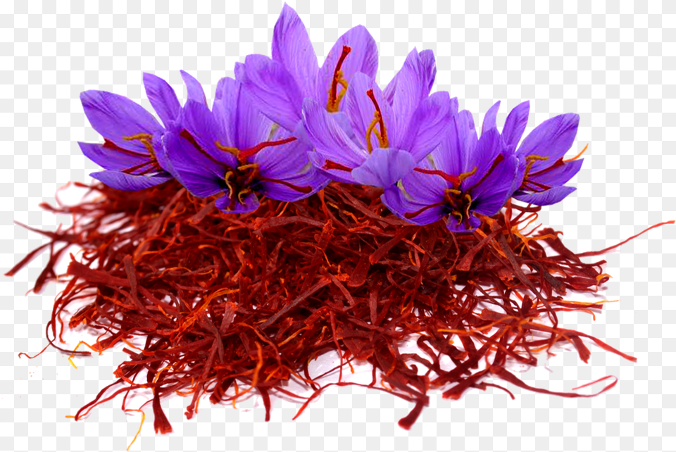 Saffron Image File Kashmir Saffron Flower, Plant, Crocus, Petal Free Transparent Png