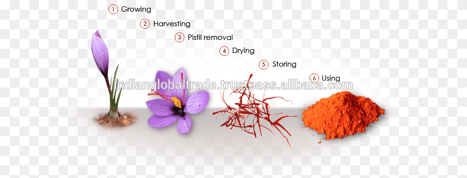 Saffron Indian Global Trade Supplier Saffron Pistils, Flower, Plant, Crocus, Animal Png Image