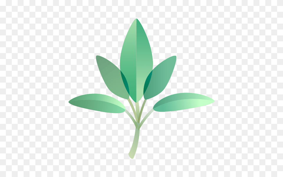 Sage, Sprout, Plant, Leaf, Herbs Free Png Download
