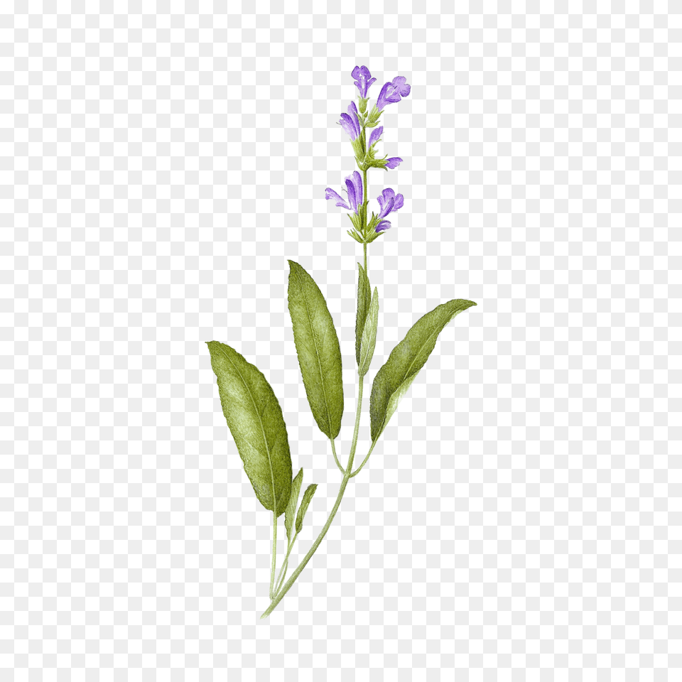 Sage, Acanthaceae, Plant, Flower, Leaf Free Transparent Png