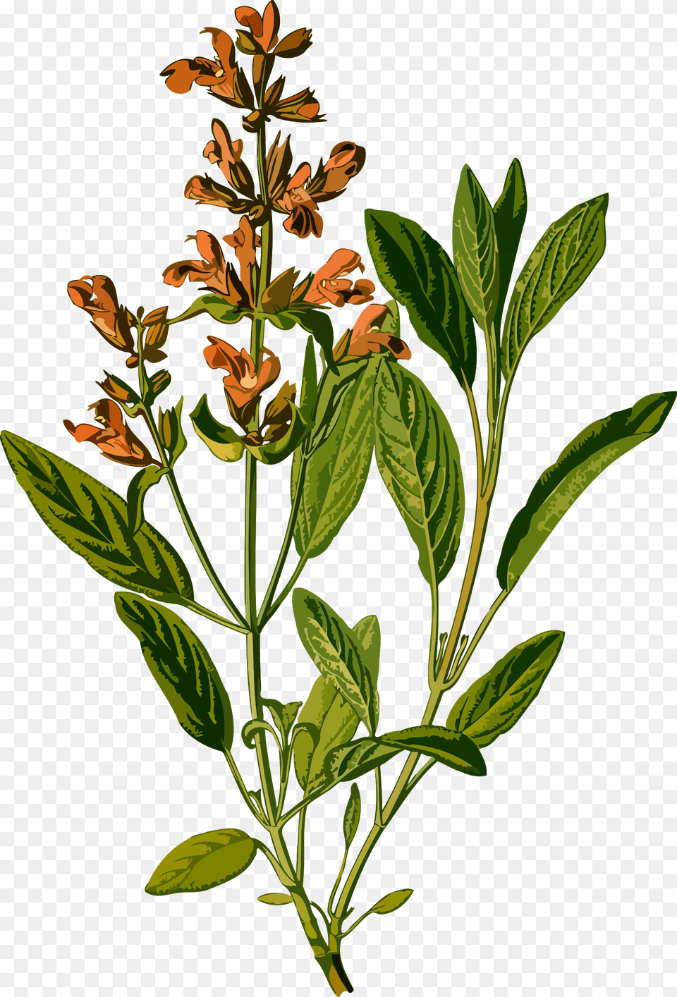 Sage, Acanthaceae, Flower, Herbal, Herbs Png