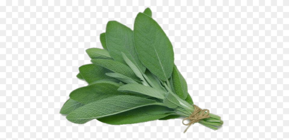 Sage, Herbal, Herbs, Leaf, Plant Free Png Download
