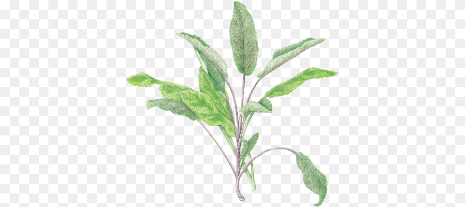 Sage 4 Sage, Grass, Herbal, Herbs, Leaf Png Image