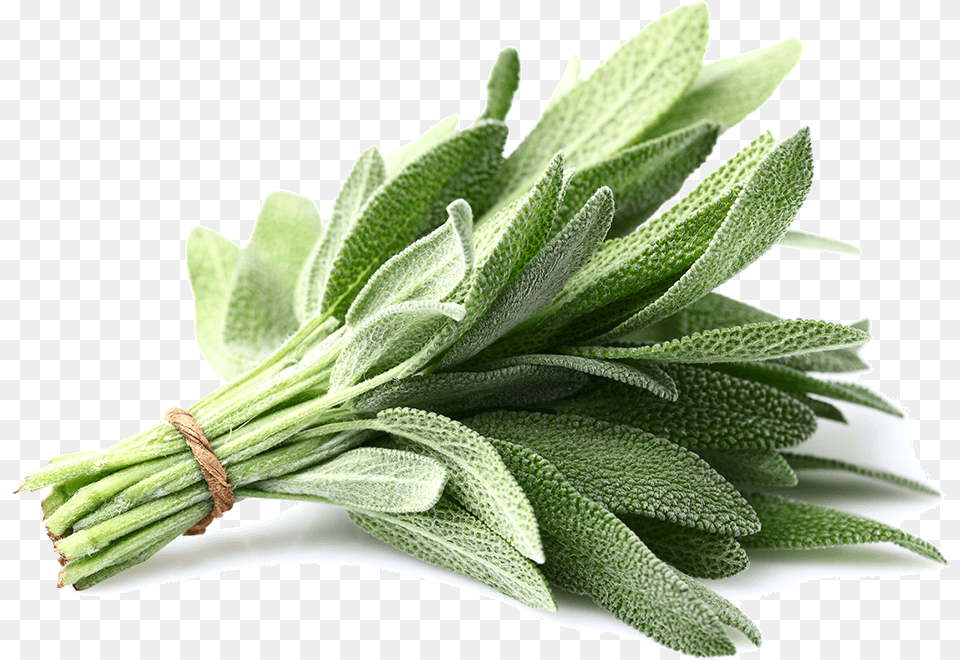 Sage, Herbal, Herbs, Leaf, Plant Png