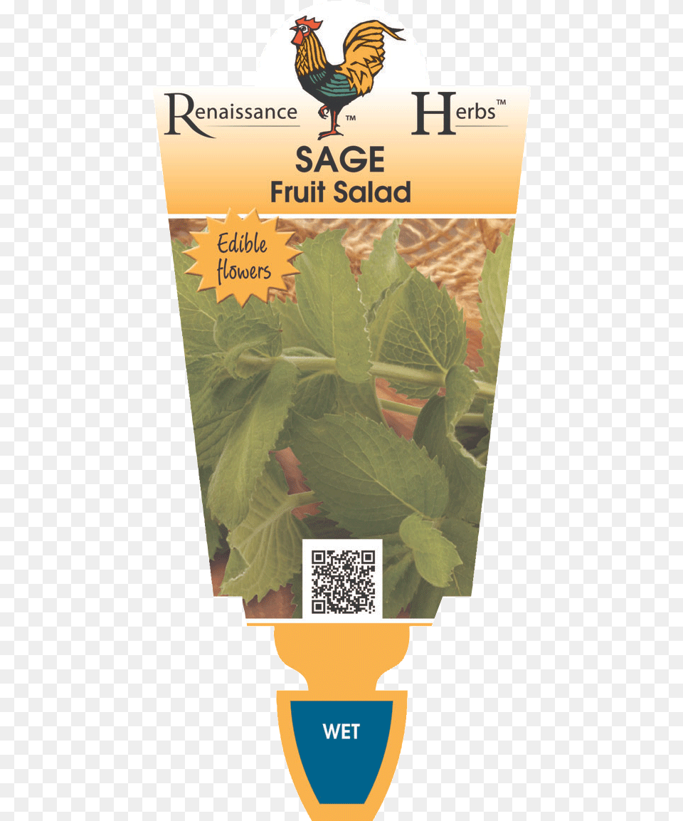 Sage Fruit Salad, Animal, Poultry, Plant, Herbs Png