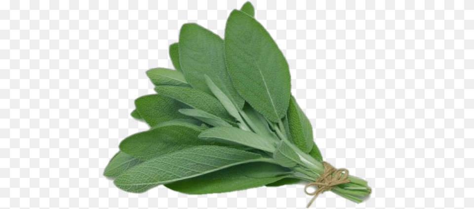 Sage Herb Sage, Herbal, Herbs, Leaf, Plant Free Transparent Png