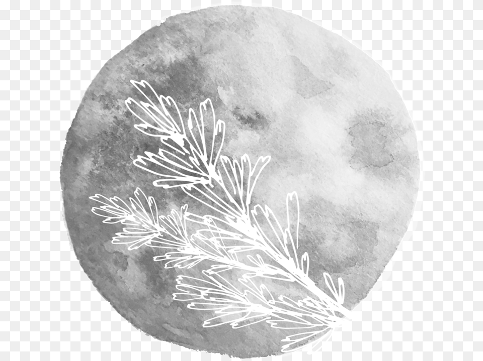 Sage Moon Christmas Tree, Astronomy, Nature, Night, Outdoors Free Png Download