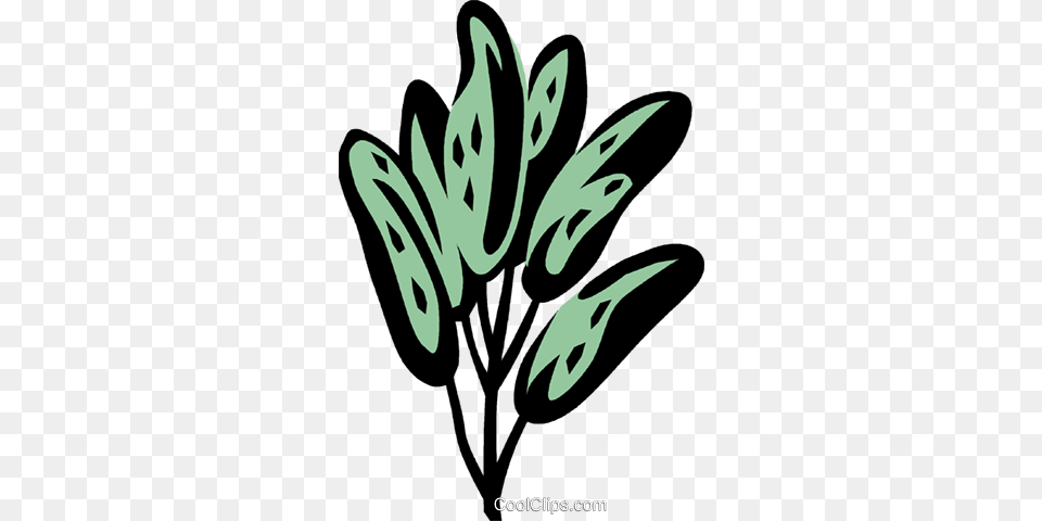 Sage Royalty Vector Clip Art Illustration, Herbal, Herbs, Leaf, Plant Free Png