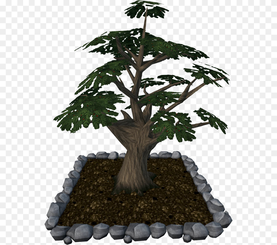 Sageretia Theezans, Conifer, Plant, Potted Plant, Tree Png