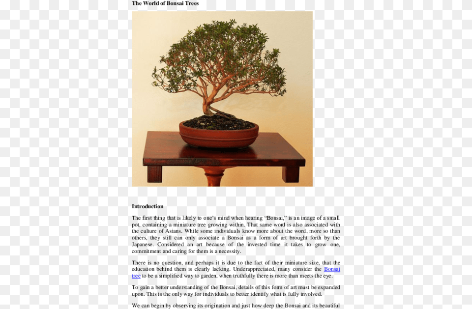 Sageretia Theezans, Plant, Potted Plant, Tree, Bonsai Free Transparent Png