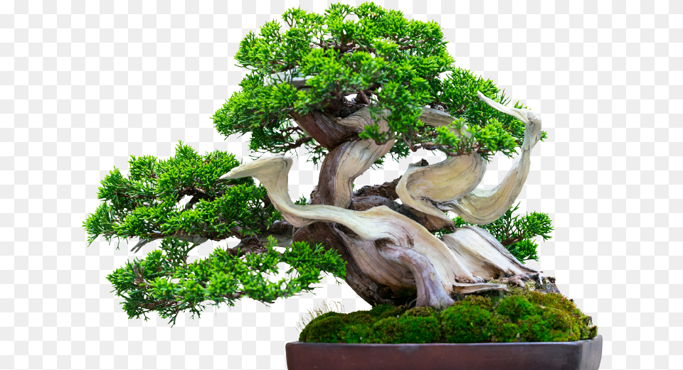 Sageretia Theezans, Plant, Potted Plant, Tree, Bonsai Free Transparent Png