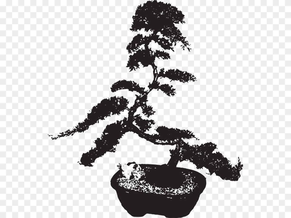 Sageretia Theezans, Plant, Potted Plant, Tree, Person Png Image