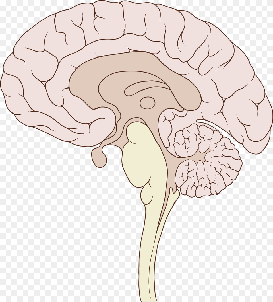 Sagittal Brain, Person Free Transparent Png