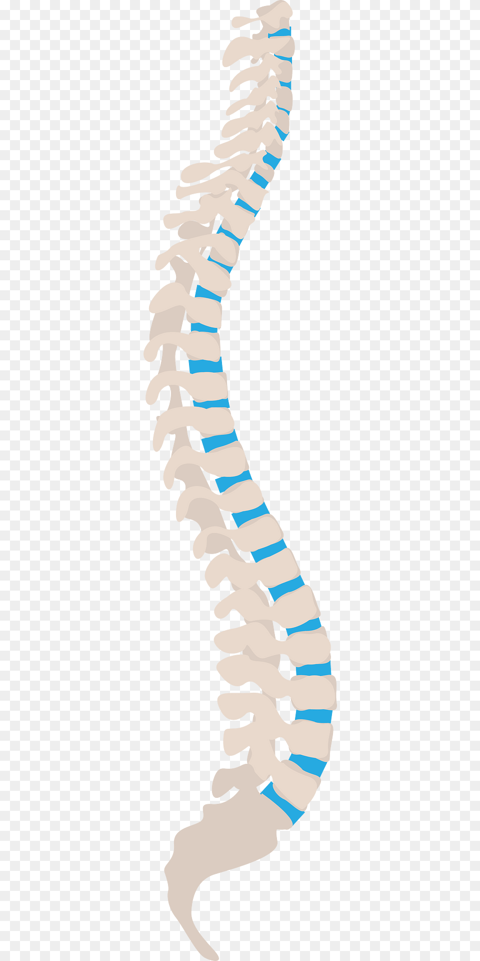 Sagittal Spine Clipart, Nature, Outdoors, Sea, Water Free Png