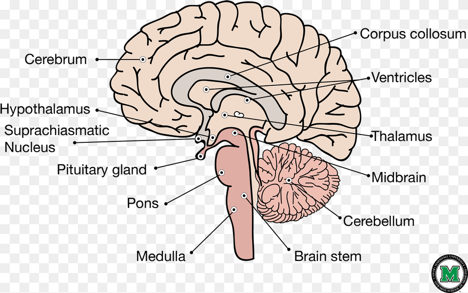 Sagittal View Of The Human Brain Labeled Sagittal Brain, Baby, Person, Face, Head Free Png
