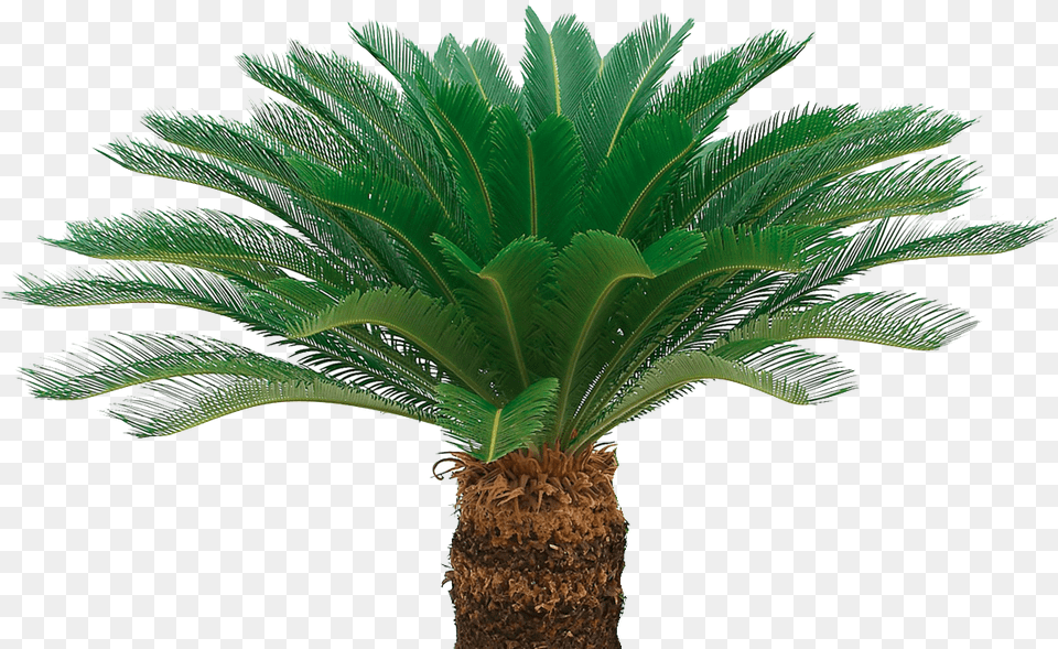 Sago Palm, Palm Tree, Plant, Tree, Leaf Free Transparent Png