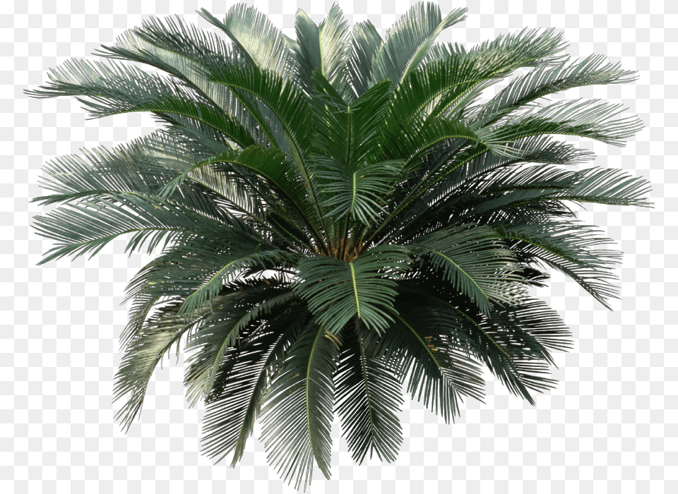 Sago Palm, Palm Tree, Plant, Tree, Leaf Png Image