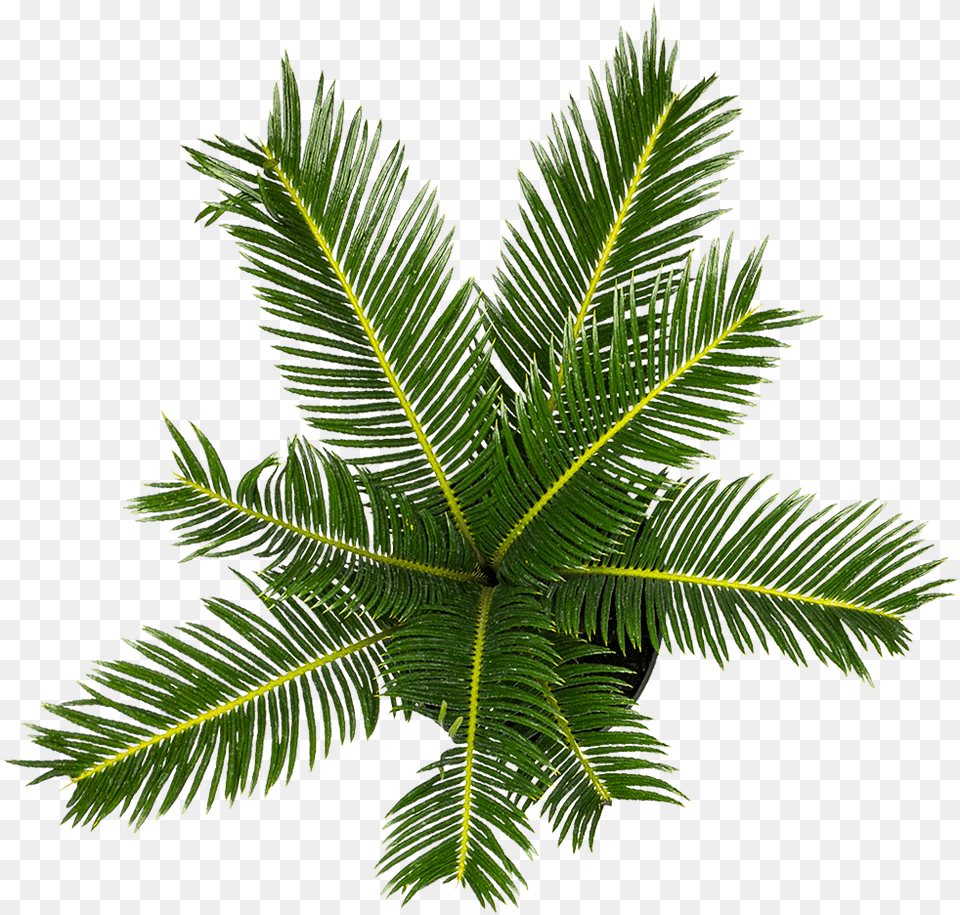 Sago Palm For Sale Attalea Speciosa, Leaf, Plant, Tree, Fir Png Image