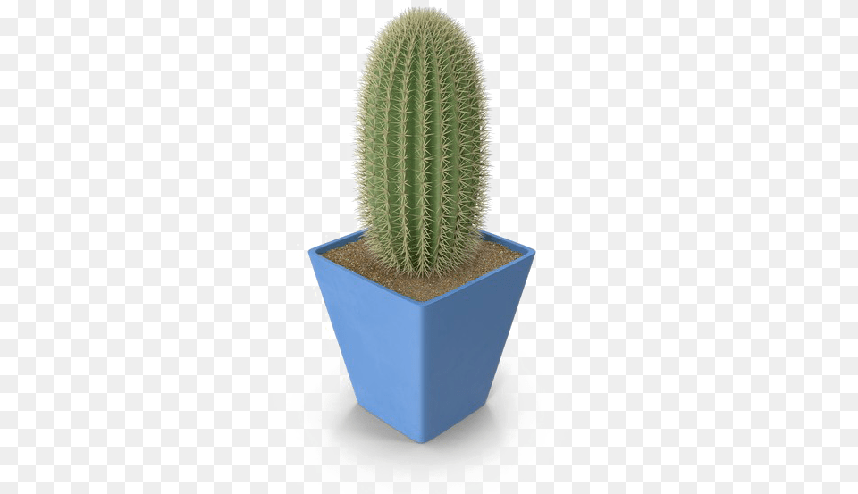 Saguaro Cactus Photo Cactus, Plant, Potted Plant Free Transparent Png