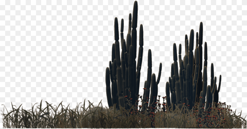 Saguaro Desert Plants, Cactus, Plant Png Image