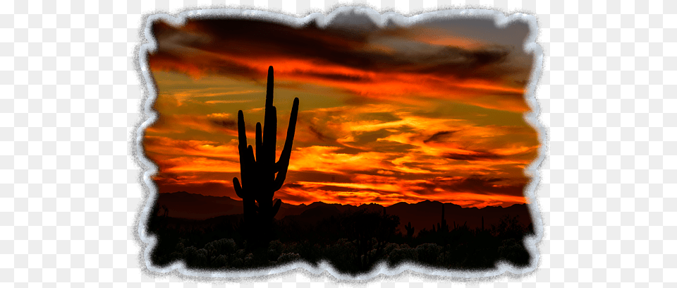 Saguaro Sunset H51 T Silhouette, Nature, Outdoors, Sky, Scenery Free Transparent Png