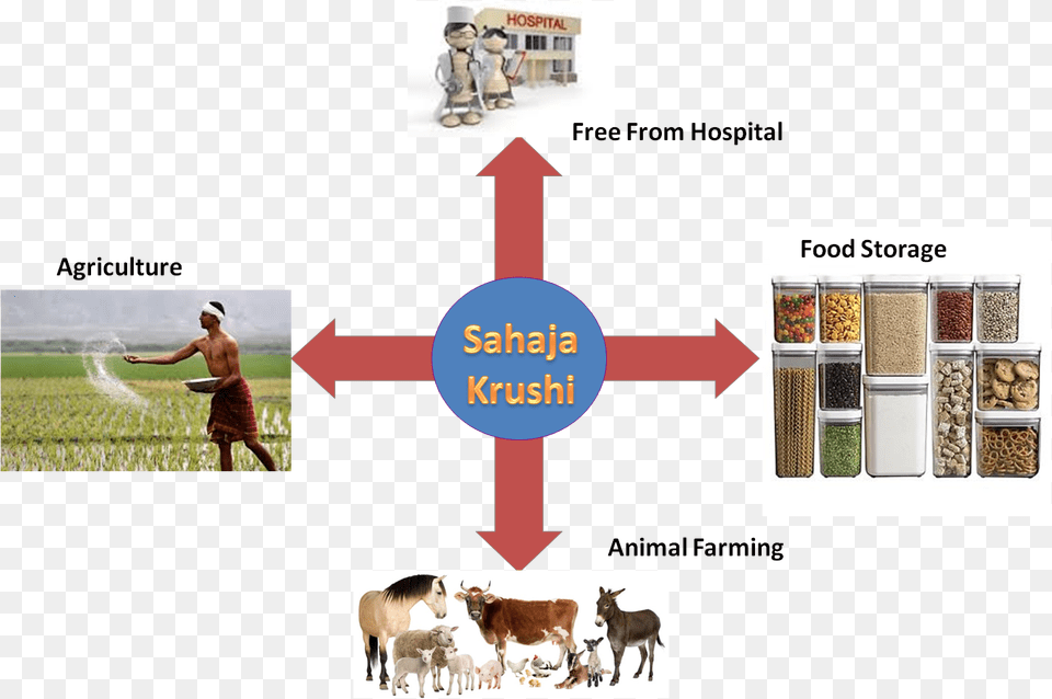 Sahaja Krishi Is Nothing But God Blessing To Humanity Dairy Cow, Nature, Agriculture, Field, Outdoors Png
