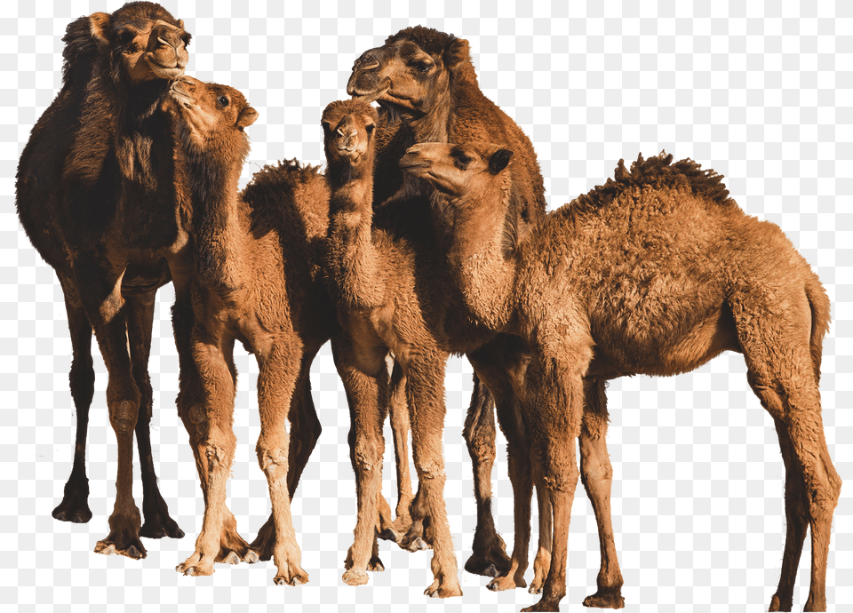 Sahara Dairy Co Organic Camel Milk Benefits Iran Camels, Animal, Mammal, Antelope, Wildlife Png