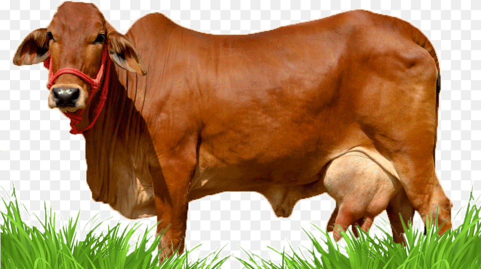 Sahiwal Cow, Animal, Bull, Mammal, Cattle Png