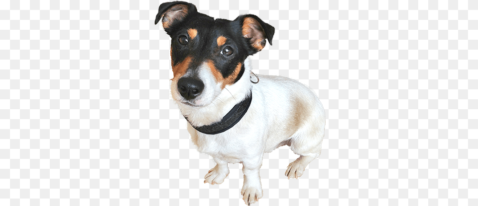 Saiba Cachorro De Rua, Accessories, Animal, Canine, Dog Free Png
